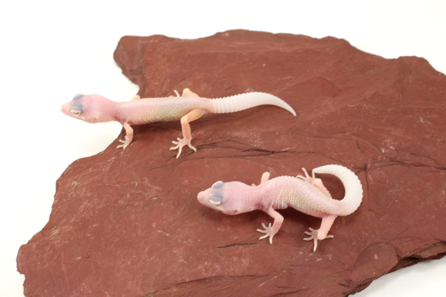 Blazing Blizzard Leopard Gecko
