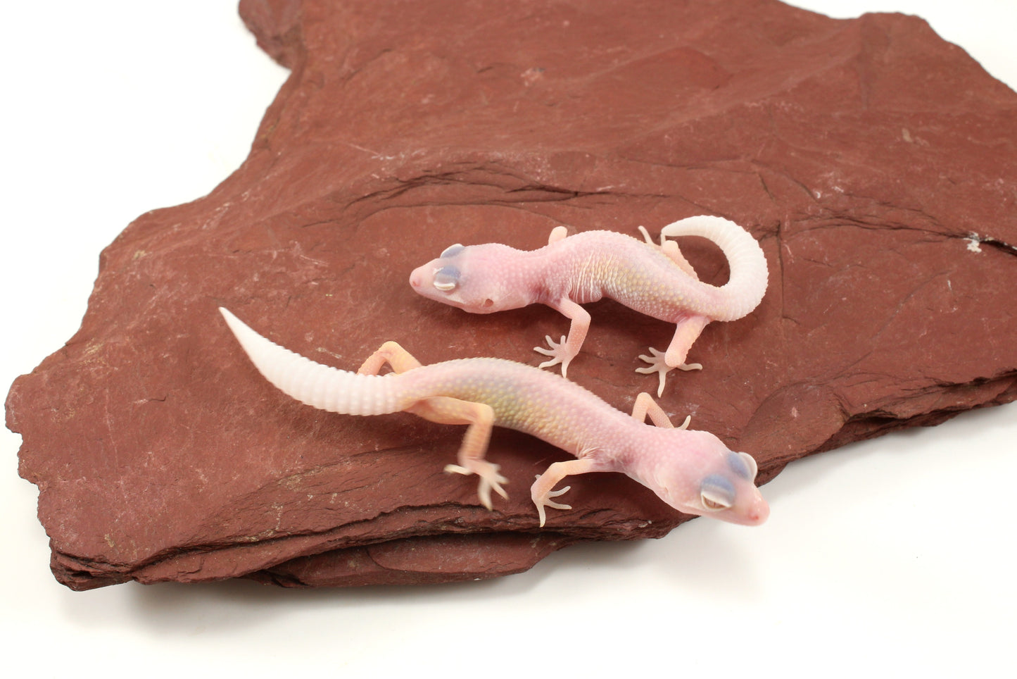 Blazing Blizzard Leopard Gecko
