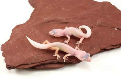 Blazing Blizzard Leopard Gecko