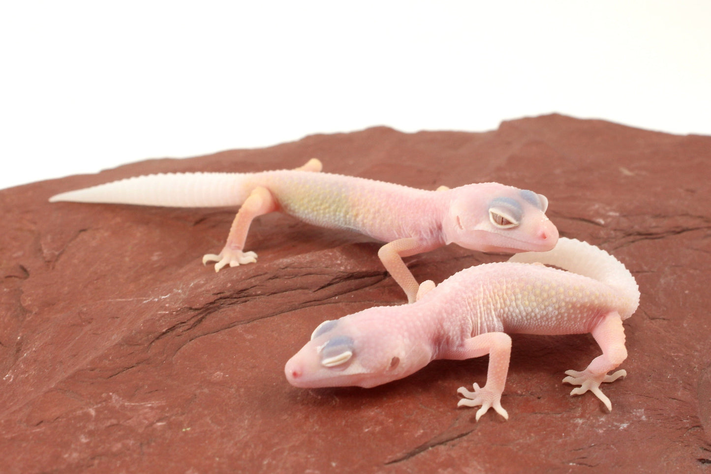 Blazing Blizzard Leopard Gecko