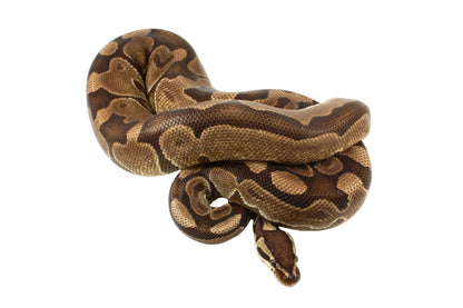 Enchi Ball Python
