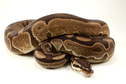 Enchi Ball Python