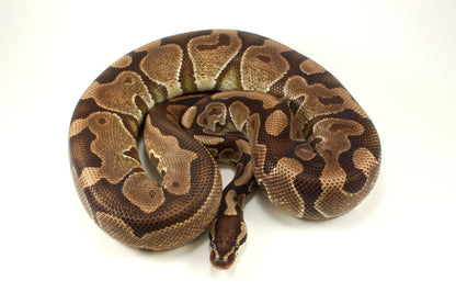 Enchi Ball Python