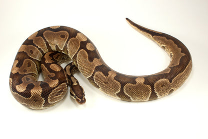 Enchi Ball Python