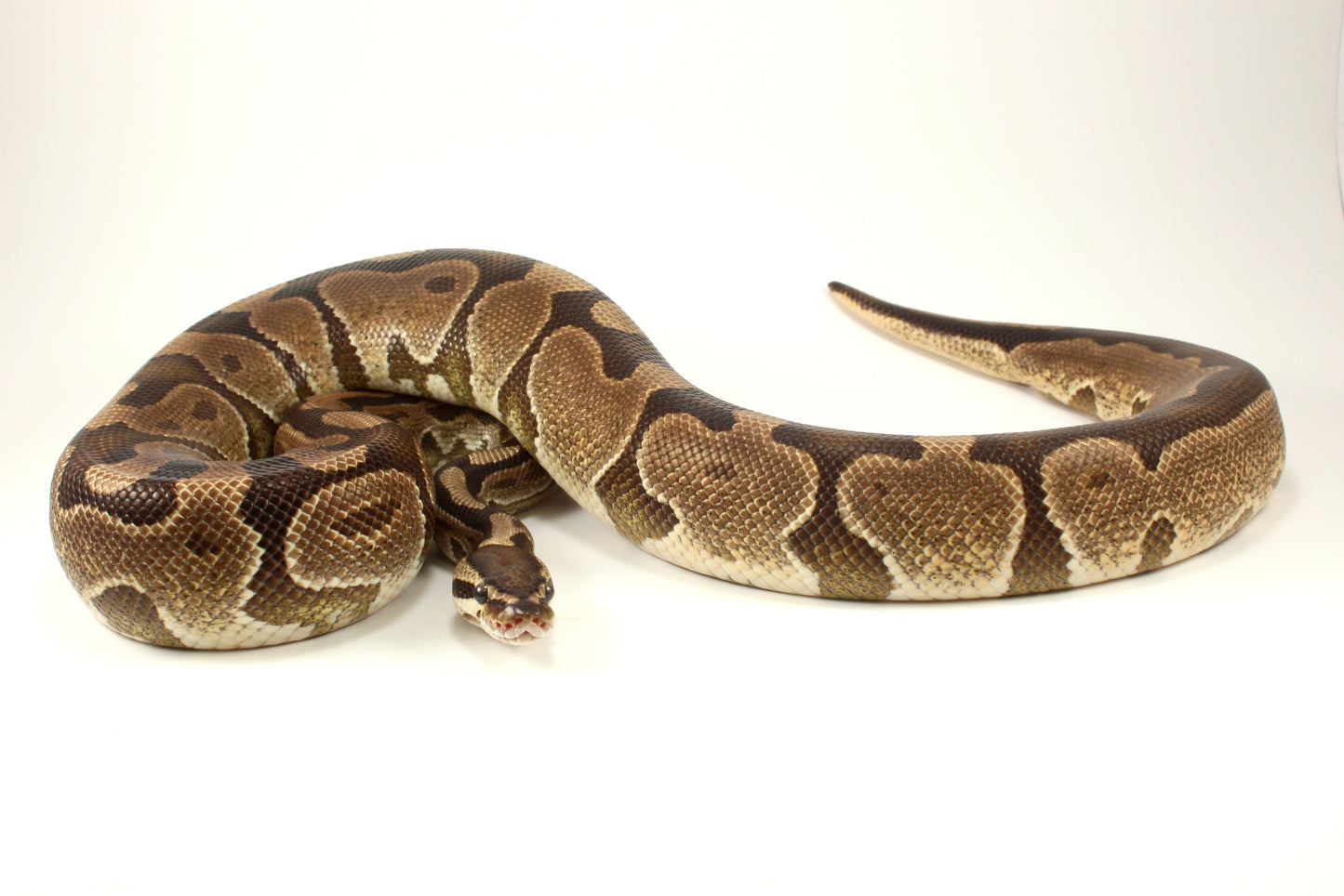 Enchi Ball Python