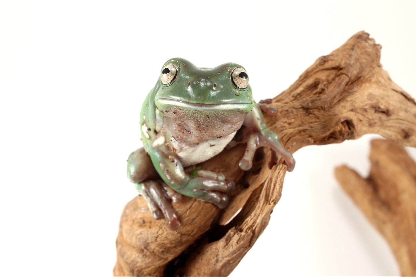 Snowflake White's Tree Frog