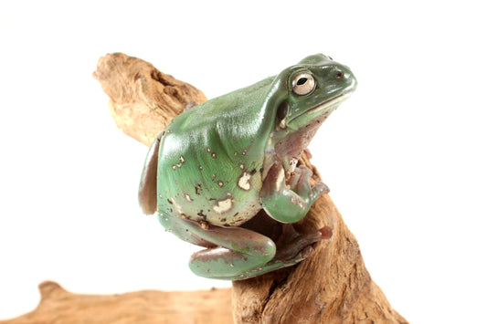 Snowflake White's Tree Frog