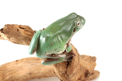 Snowflake White's Tree Frog