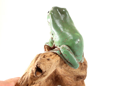 Snowflake White's Tree Frog