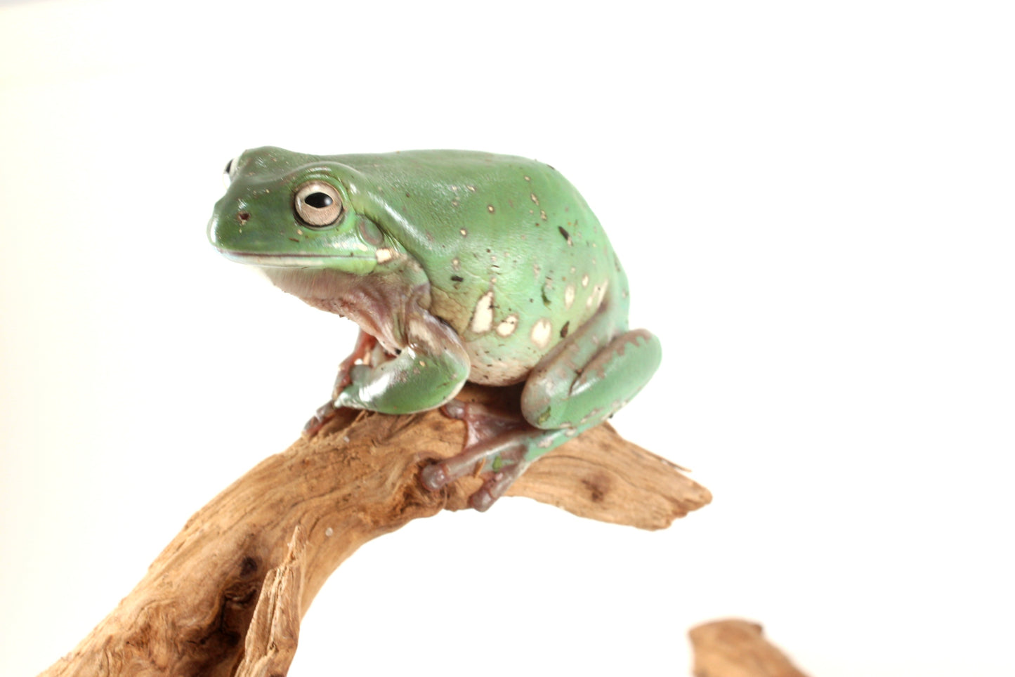 Snowflake White's Tree Frog