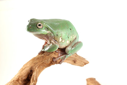 Snowflake White's Tree Frog