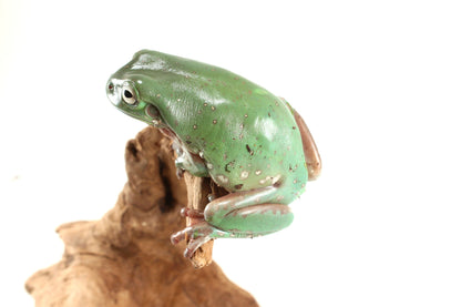 Snowflake White's Tree Frog