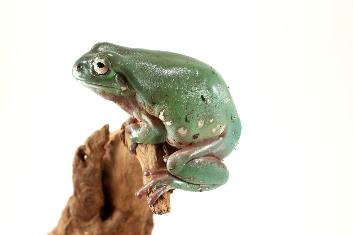 Snowflake White's Tree Frog