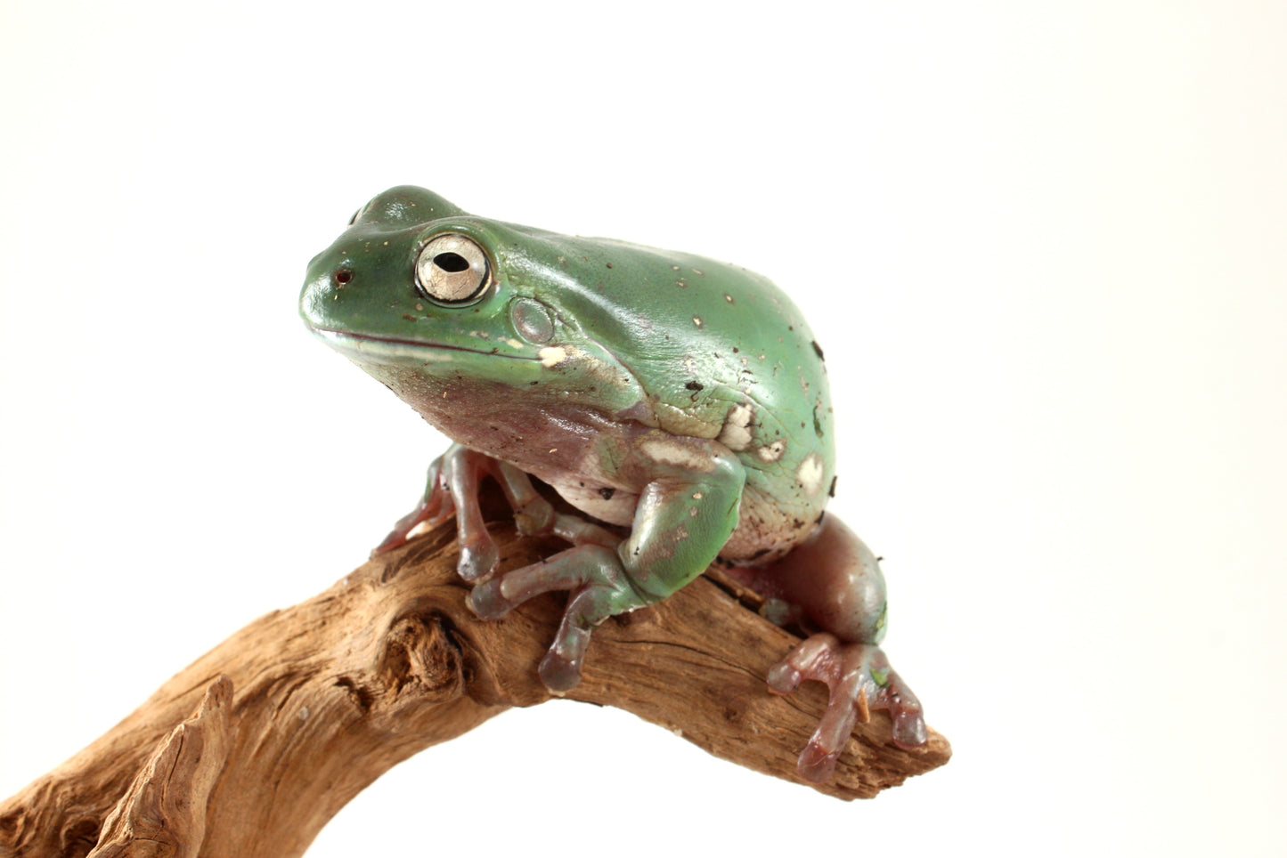 Snowflake White's Tree Frog
