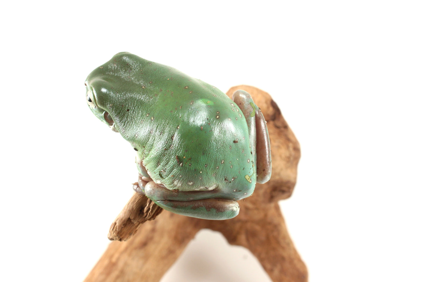 Snowflake White's Tree Frog