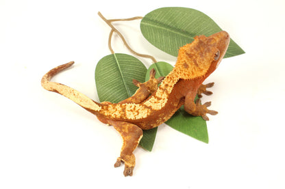 Red Flame Crested Gecko