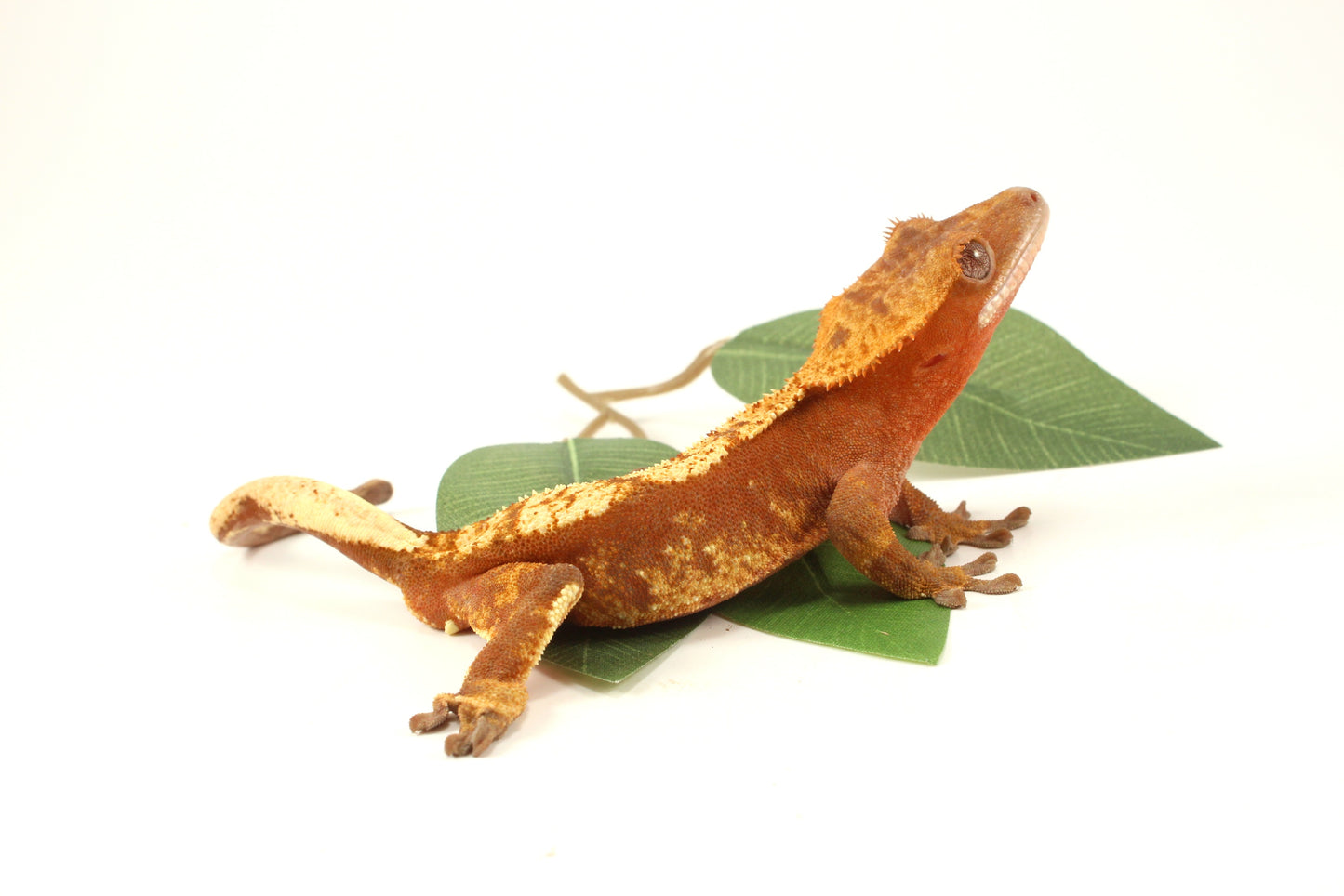 Red Flame Crested Gecko