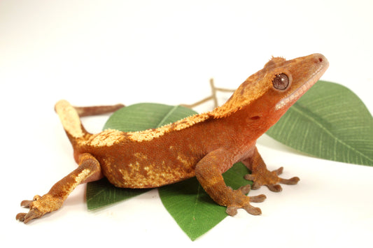 Red Flame Crested Gecko