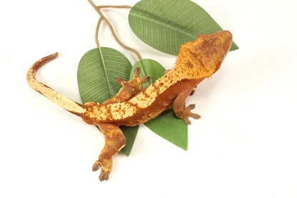 Red Flame Crested Gecko