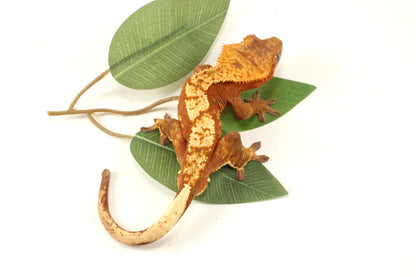Red Flame Crested Gecko