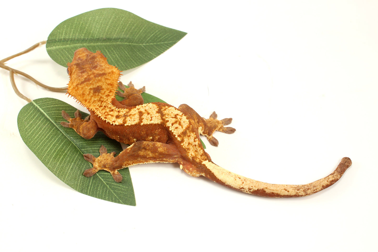 Red Flame Crested Gecko