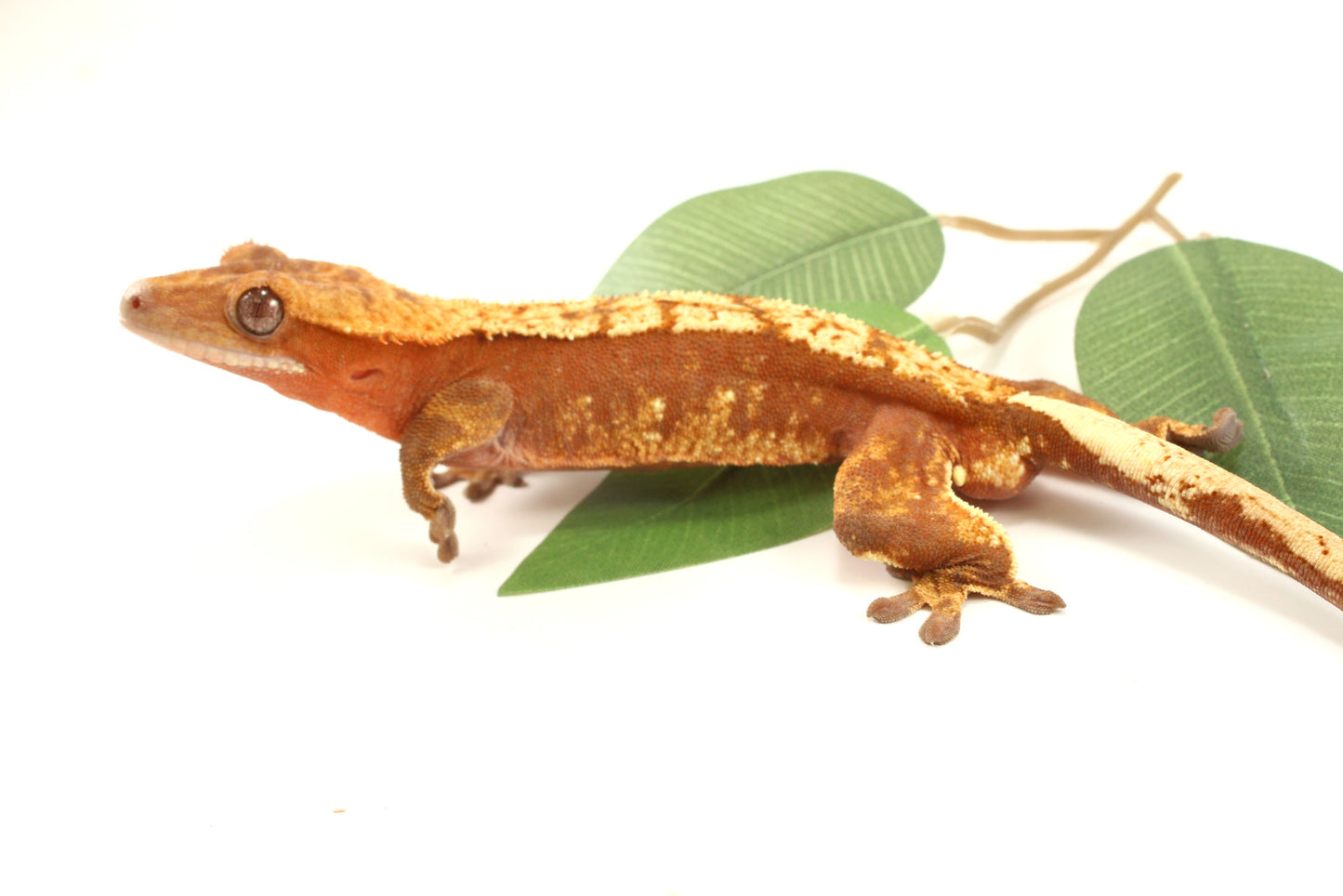 Red Flame Crested Gecko