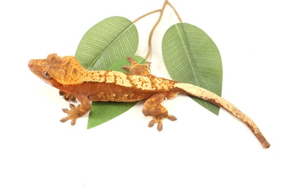 Red Flame Crested Gecko