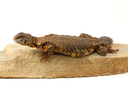Nigerian Uromastyx - Yellow
