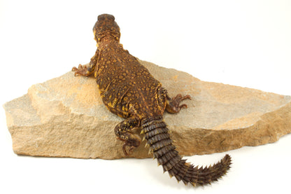 Nigerian Uromastyx - Yellow