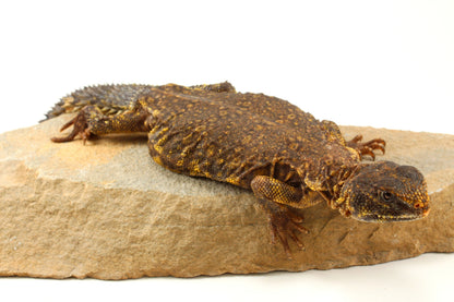 Nigerian Uromastyx - Yellow