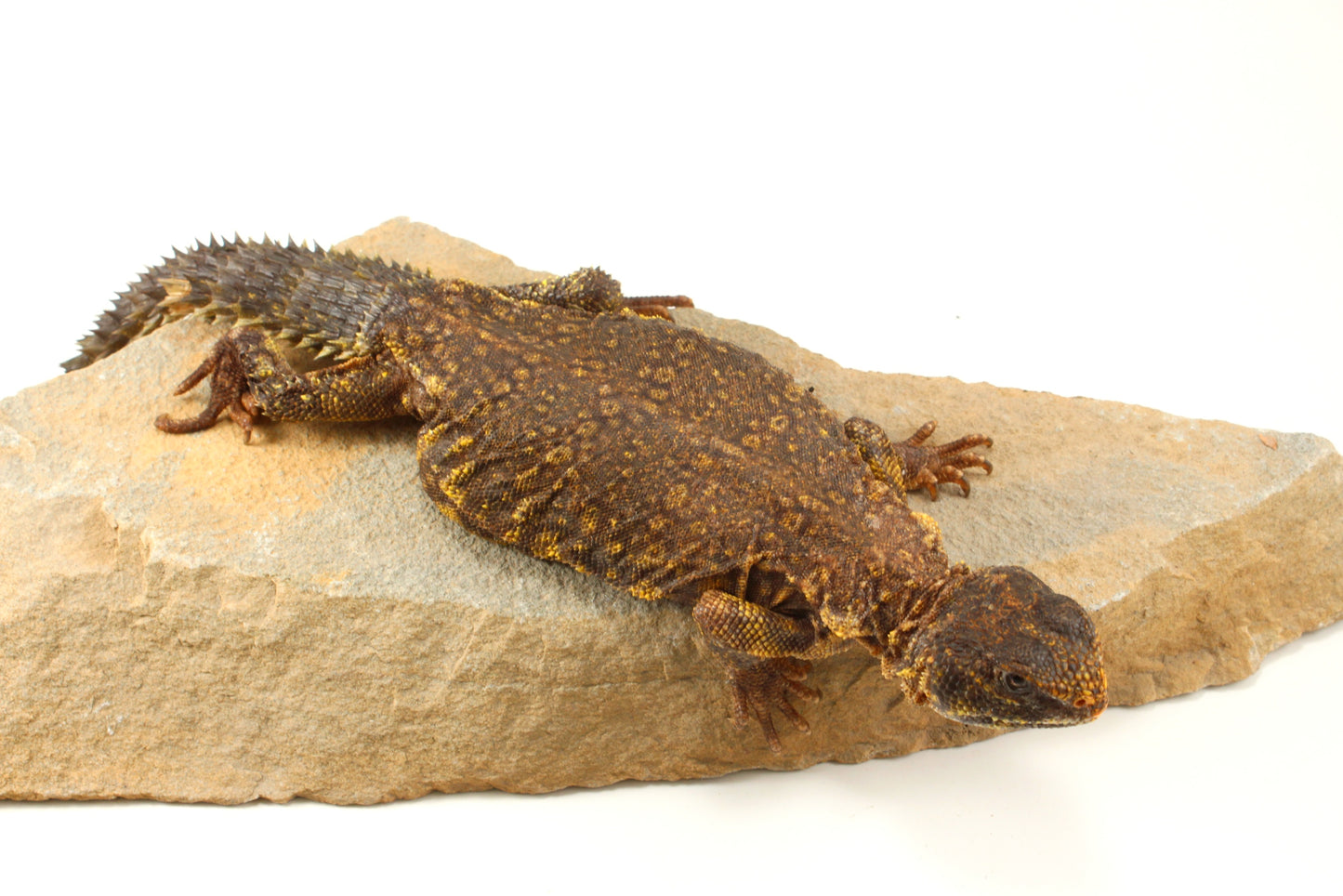 Nigerian Uromastyx - Yellow