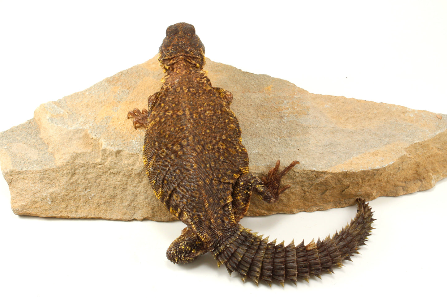 Nigerian Uromastyx - Yellow