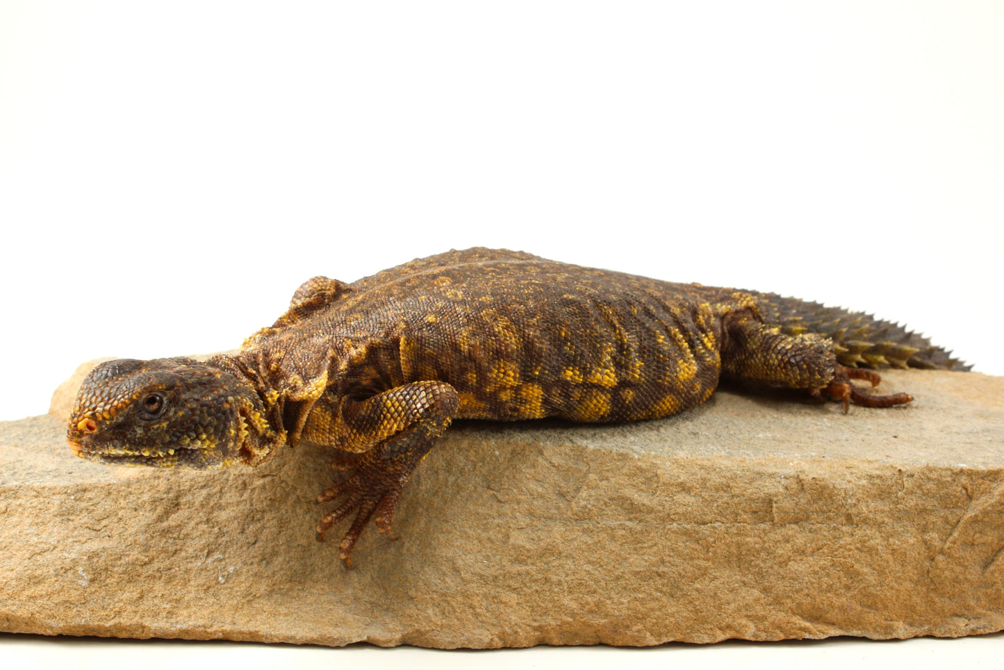 Nigerian Uromastyx - Yellow