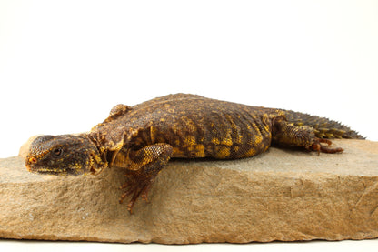 Nigerian Uromastyx - Yellow