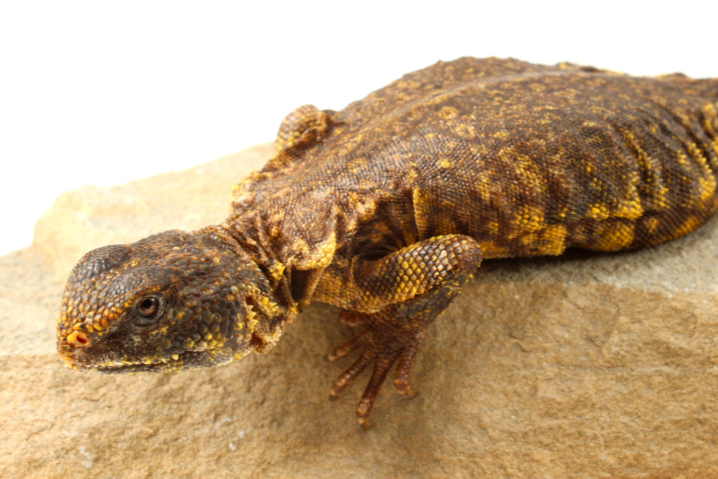 Nigerian Uromastyx - Yellow