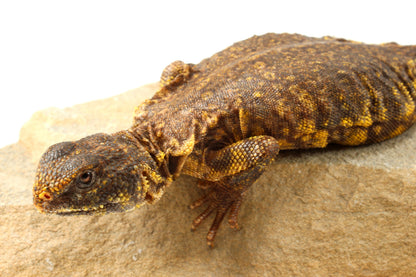 Nigerian Uromastyx - Yellow
