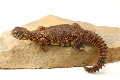 Nigerian Uromastyx - Orange