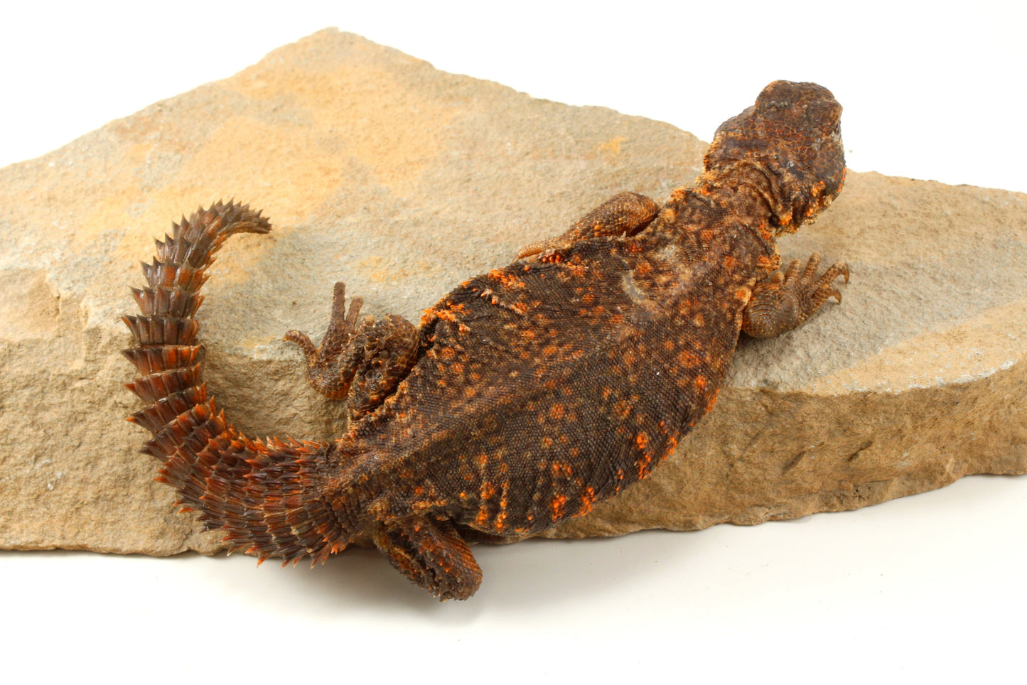 Nigerian Uromastyx - Orange