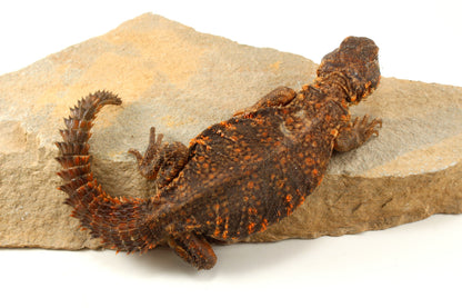 Nigerian Uromastyx - Orange