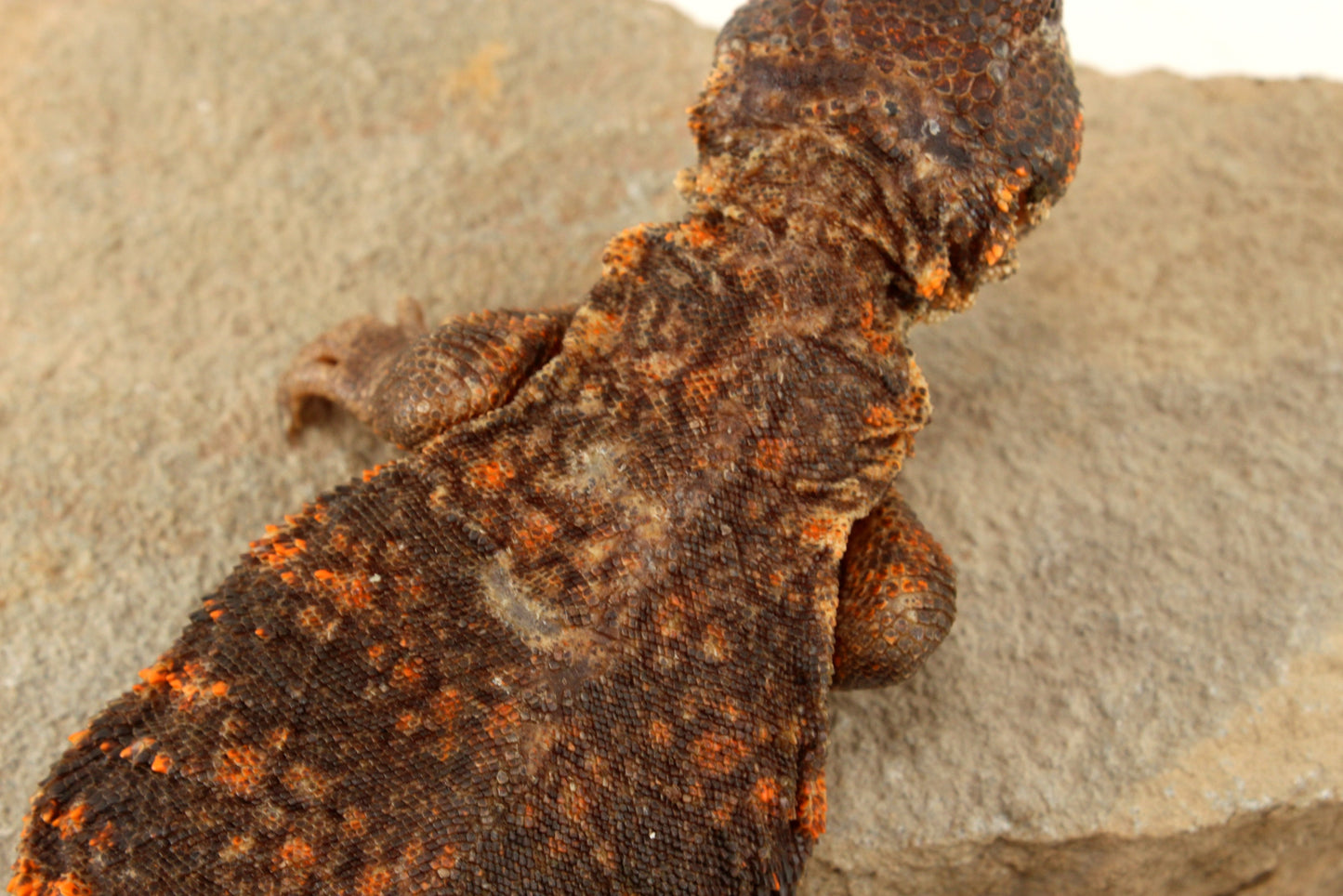 Nigerian Uromastyx - Orange