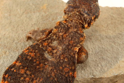 Nigerian Uromastyx - Orange