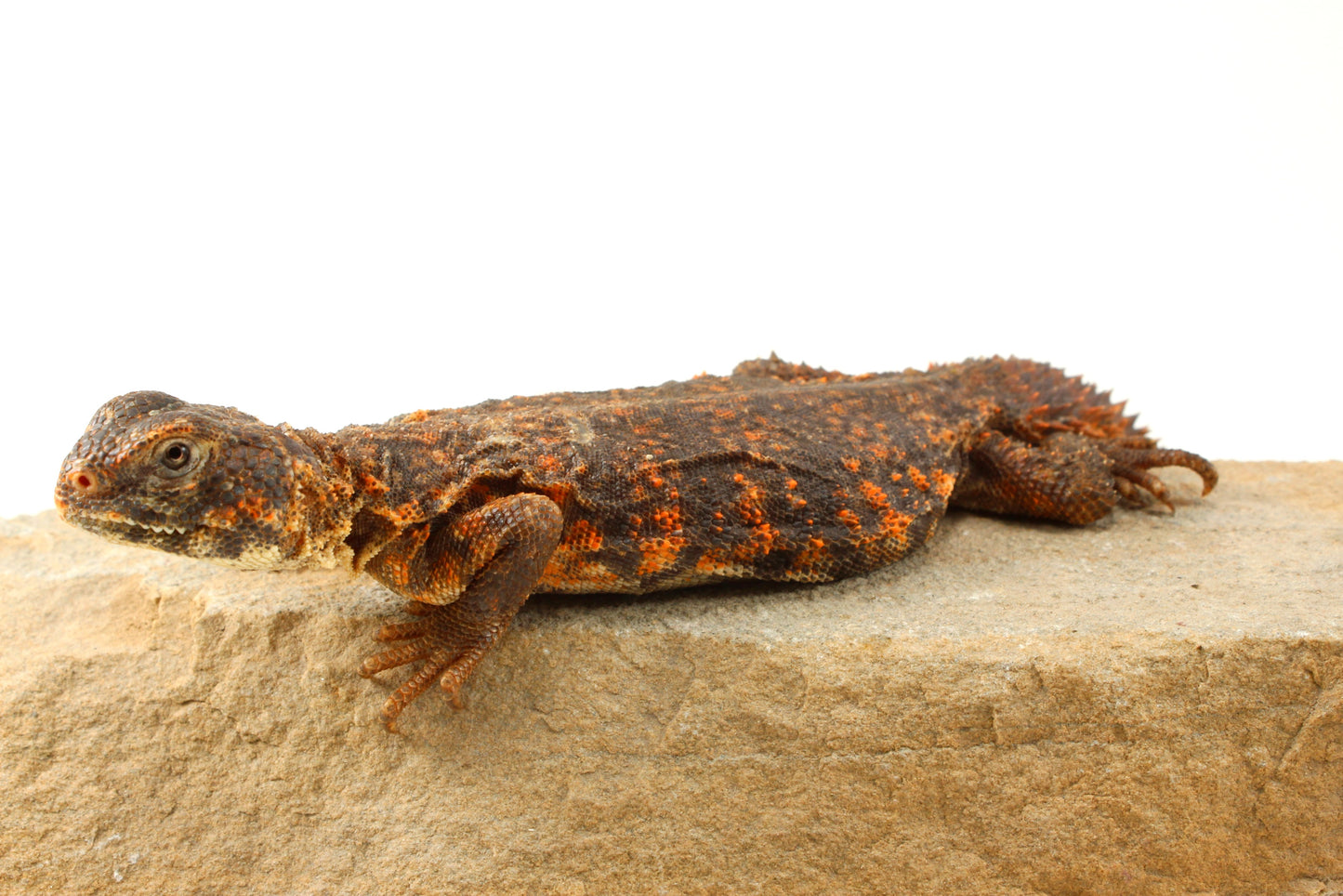 Nigerian Uromastyx - Orange
