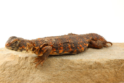 Nigerian Uromastyx - Orange