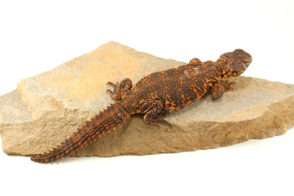 Nigerian Uromastyx - Orange