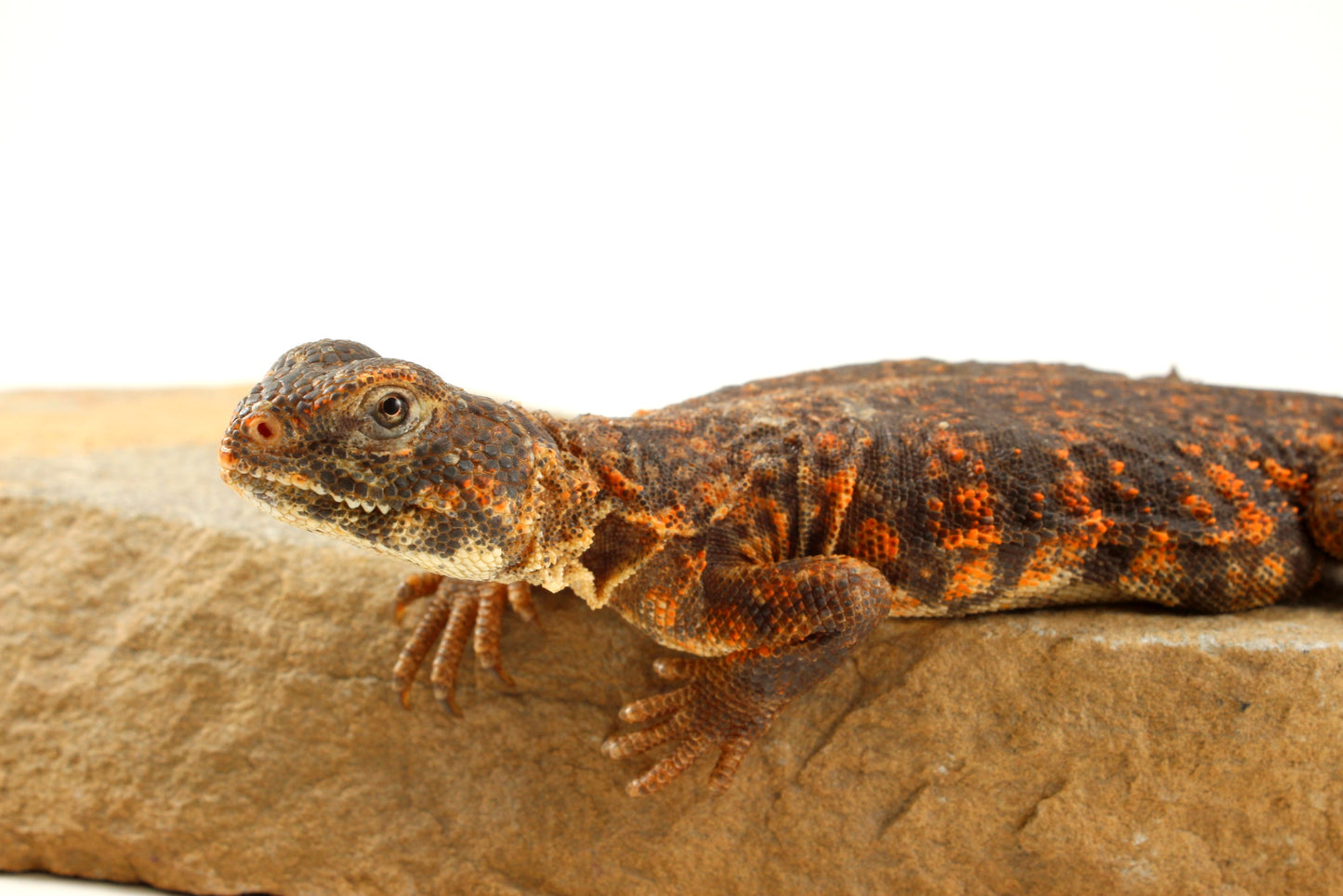 Nigerian Uromastyx - Orange