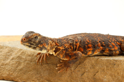 Nigerian Uromastyx - Orange