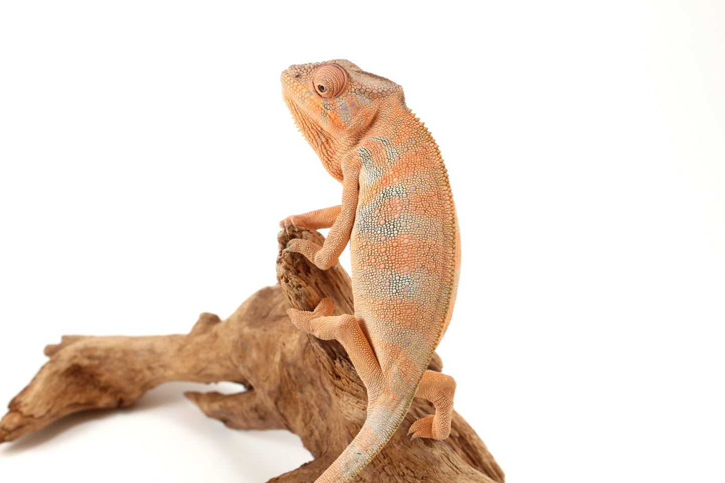 Nosy Be Panther Chameleon