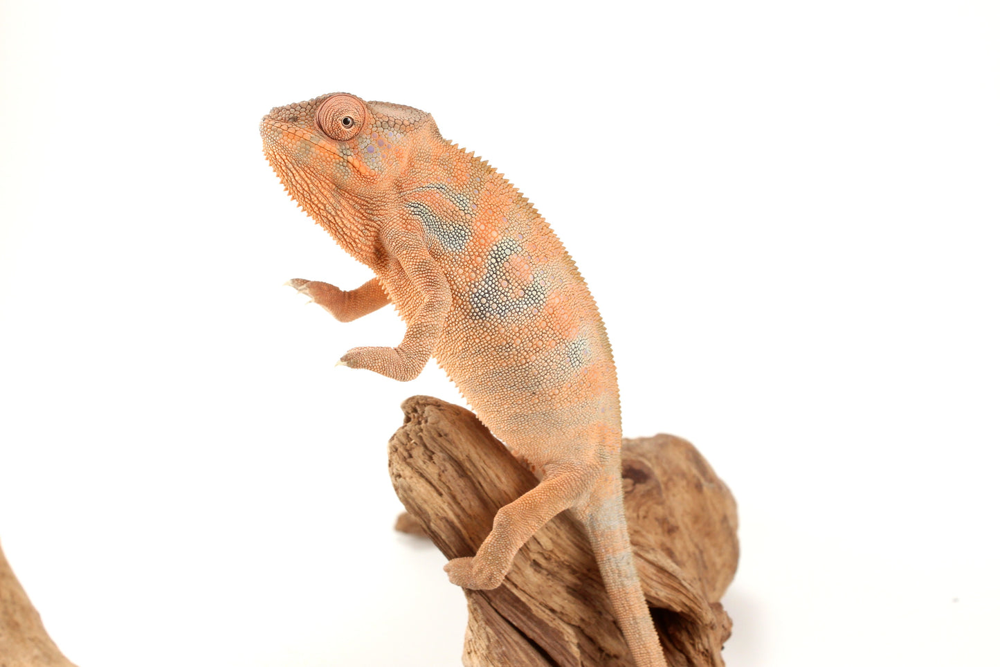 Nosy Be Panther Chameleon