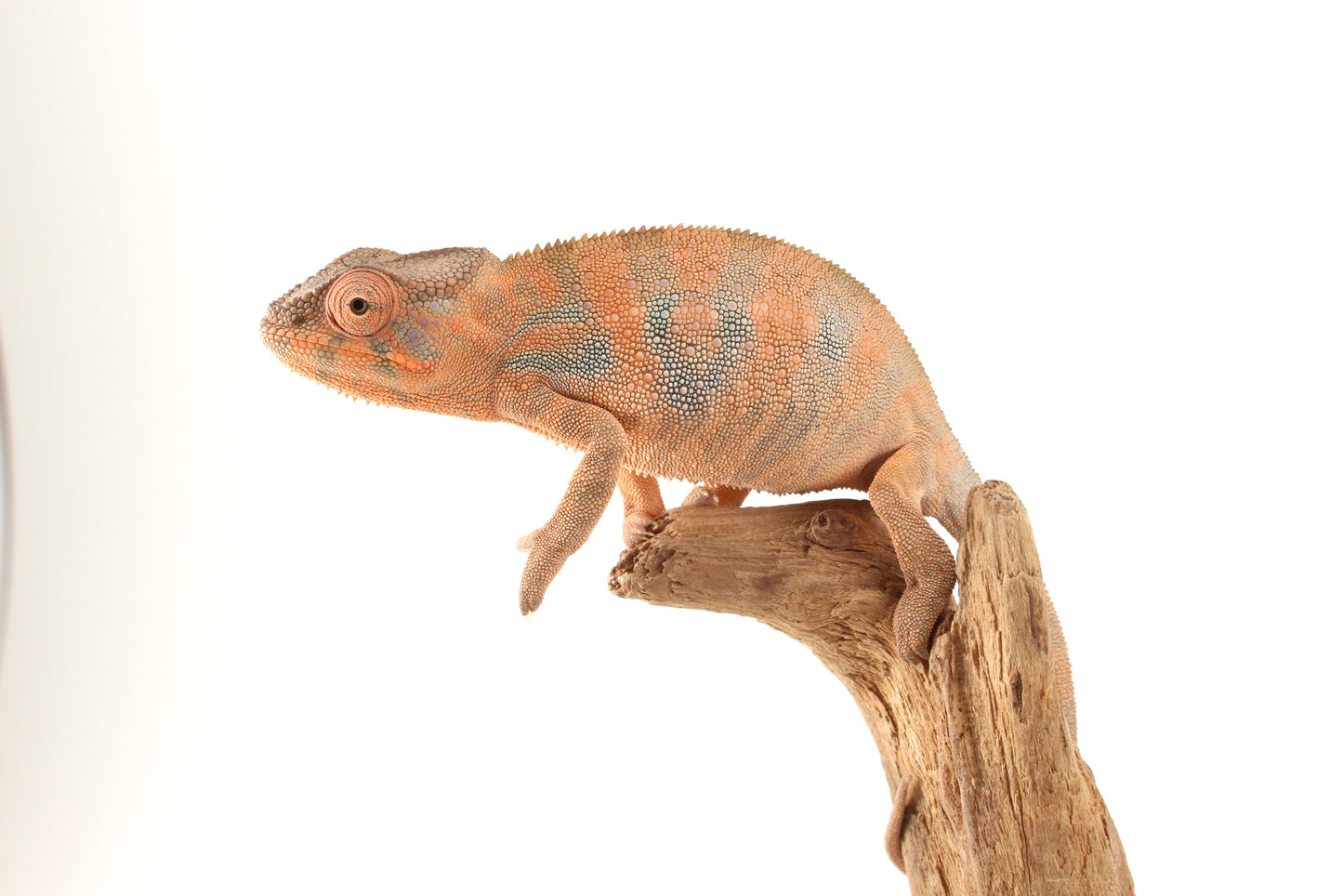Nosy Be Panther Chameleon