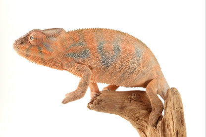 Nosy Be Panther Chameleon